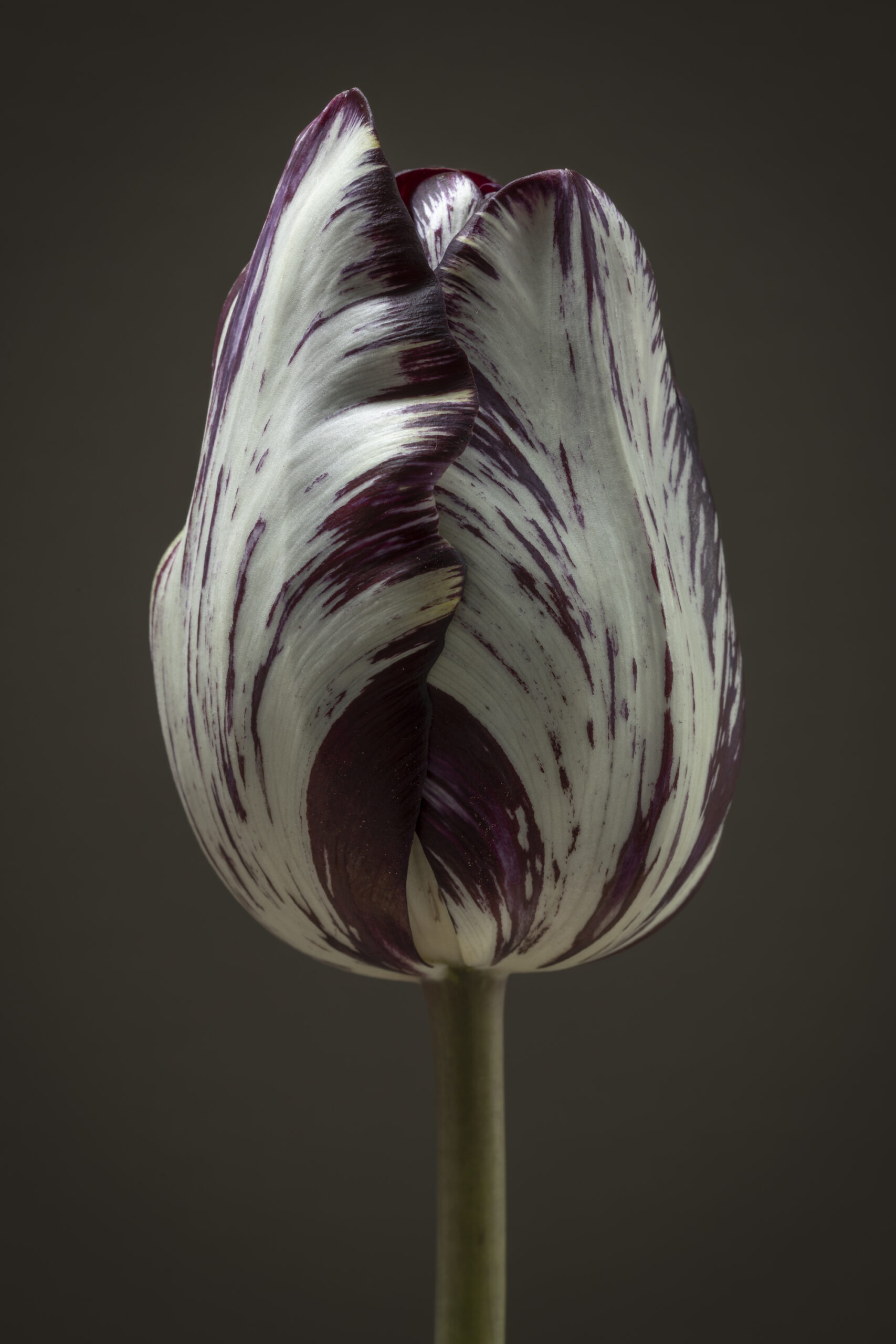 Dichte tulp met wit en paars
