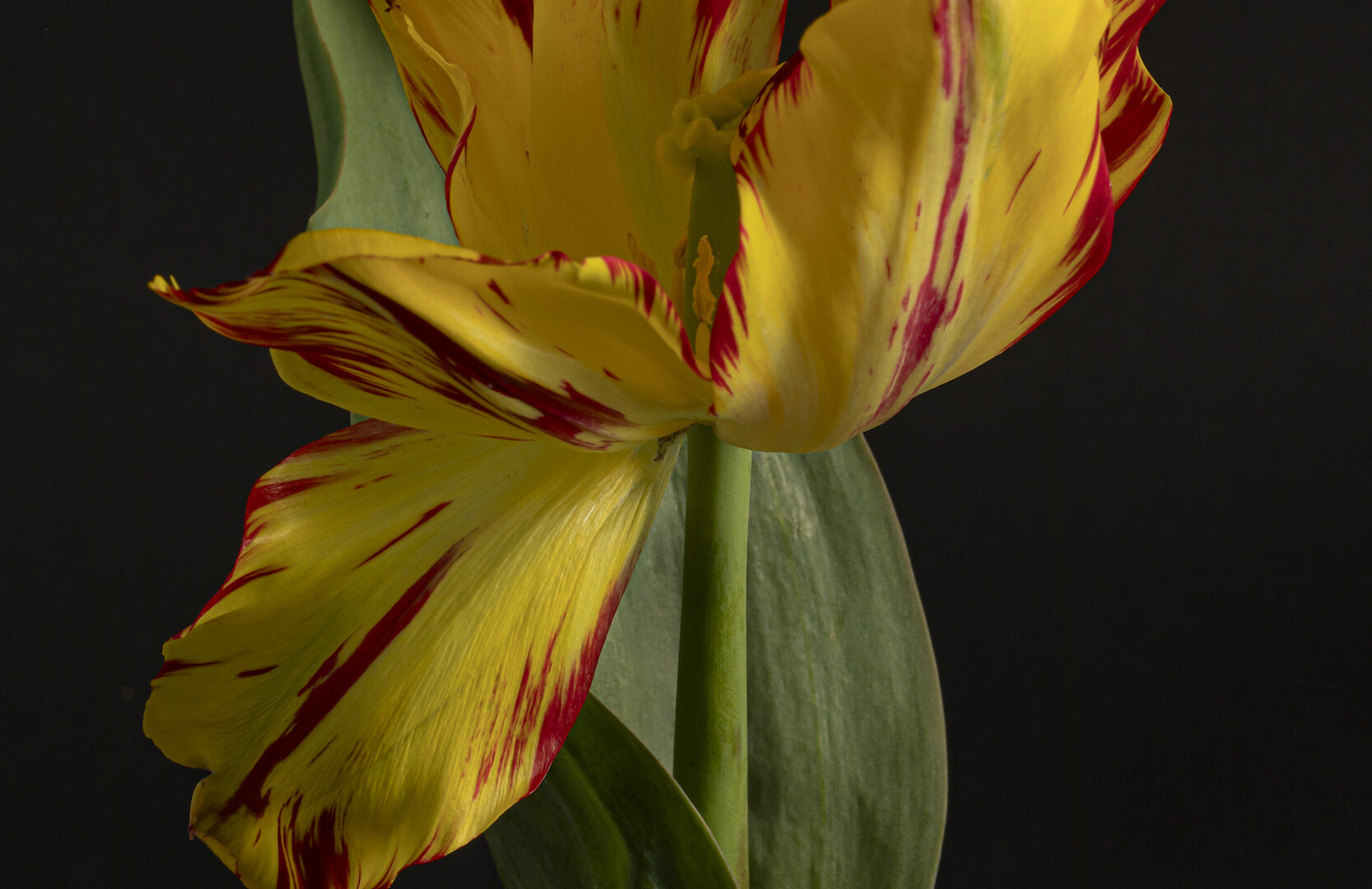 Open tulp met geel-rode bloembladen
