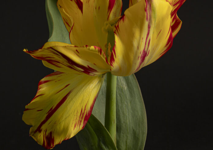 Open tulp met geel-rode bloembladen