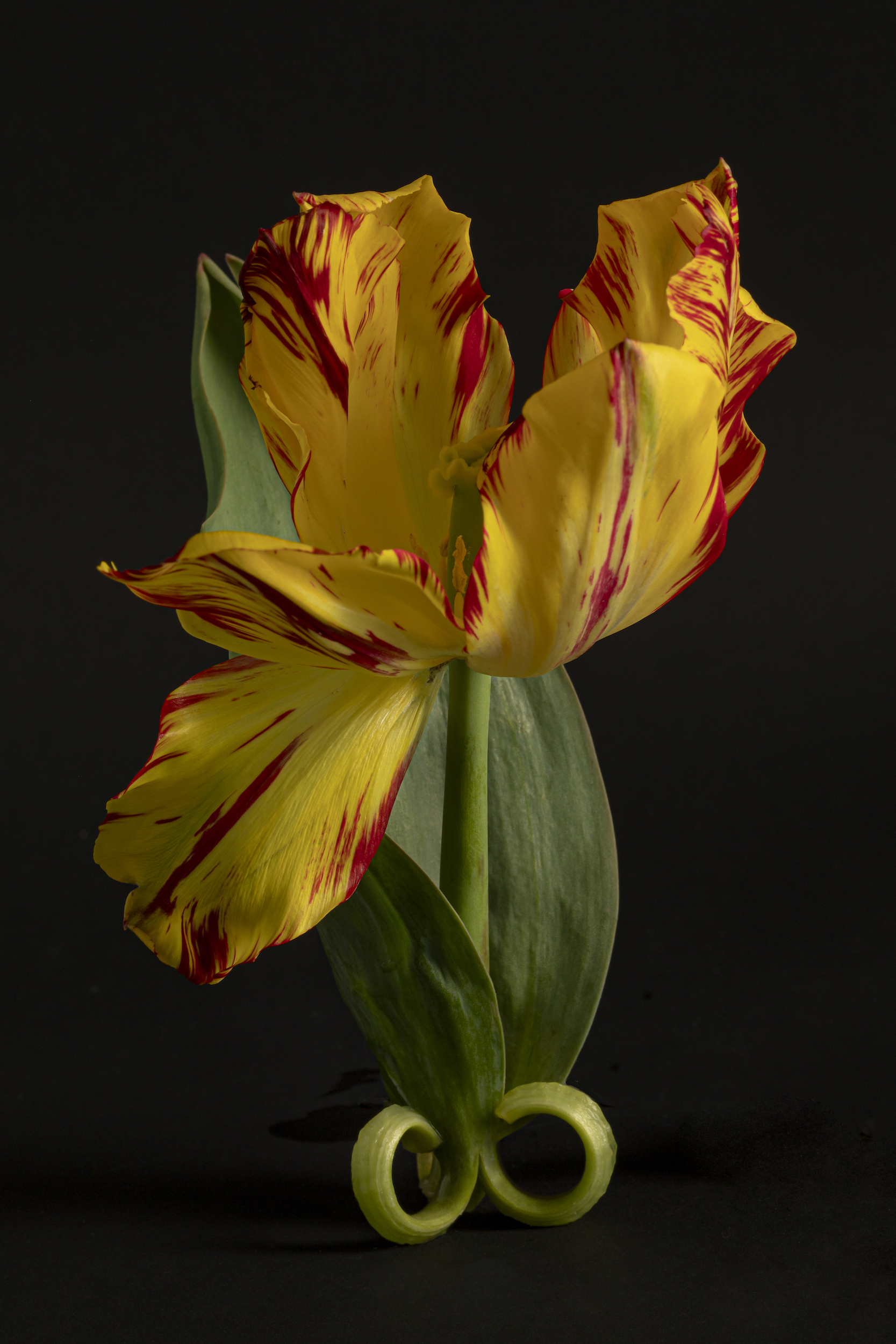 Open tulp met geel-rode bloembladen